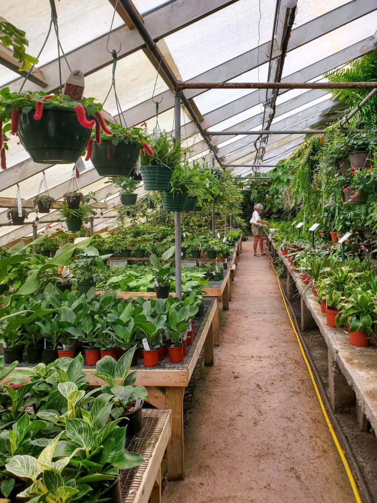 Inside one of the greenhouses at Peckham's Greenhouse - Rhode Island Travel